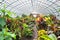 Garden croton -Codiaeum croton variegatum exotic plant in large garden greenhouse