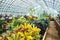Garden croton -Codiaeum croton variegatum exotic plant in large garden greenhouse