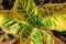Garden croton Codiaeum variegatum aka variegated croton