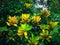 Garden Croton Or Codiaeum Variegatum Tropical Evergreen Growing In The Farm Field