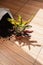 Garden Croton plant with soil on rustic background, copy space.