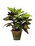 Garden Croton tree isolated