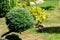 Garden with cut decorative bushes plant. Outdoor natural decorations