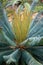 Garden cycad leaf arrangement for a green background pattern