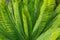 Garden cycad leaf arrangement for a green background pattern