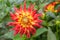 Garden Dahlia Bora Bora, vivid red cactus flower shading to yellow towards the centre