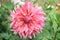 Garden dahlia Cafe Au Lait Rosea, dinner plate rosy-pink flower
