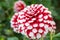 Garden Dahlia Checkers, decorative red en white flower