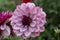 Garden Dahlia Creme de Cassis waterlily-shaped lavender flower in close-up