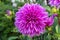 Garden Dahlia Lilac Time showy dinner-plate waterlily flower