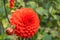 Garden Dahlia Melody Bolero a ball-shaped scarlet-red flower