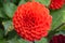 Garden Dahlia Melody Bolero stunning ball-shaped scarlet-red flower