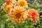 Garden Dahlia Painted Madam a decorative yellow flower with red streaks and spots