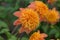 Garden Dahlia Sword Dance, anemone-shaped orange flower