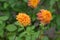 Garden Dahlia Sword Dance, anemone-shaped orange flower finished blooming