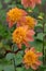 Garden Dahlia Sword Dance, anemone-shaped orange flowers