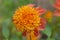 Garden Dahlia Sword Dance, a vibrant anemone-shaped orange-yellow flower