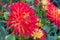 Garden Dahlia Yellow Karma Bon Bini, yellow-red cactus type flower