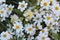 Garden daisies grown in backyard