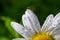 Garden daisies Leucanthemum vulgare close up. Flowering of daisies. Oxeye daisy, Daisies, Dox-eye, Common daisy, Moon daisy. Macro