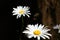 Garden daisies, Leucanthemum vulgare, on natural background.