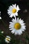 Garden daisies, Leucanthemum vulgare, on a natural background. Flowering of daisies. Oxeye daisy, Daisies, Dox-eye, Common daisy,