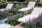 Garden deck chair among the lavender flowers in a Park