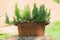 Garden decoration - blooming herb in metal rusty pot outdoors