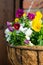 Garden decoration, colorful pansies flowers in a coconut hanging pot close up