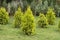 Garden decorative small spruce