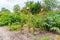 Garden with delicious tomatoe plants ripening on the vine