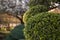 Garden Design Element of Spherically Formed Boxwood Bush. Boxtree Shrub