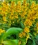 garden design, flowering of verbein on the lawn. beautiful yellow flowers