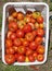 Garden Detail of Basket of Beefsteak Tomatoes