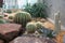 The garden with difference cactus species