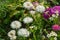 Garden with different kinds of flowers. Flower meadow or clearing. Industrial cultivation of flowers. White asters and marigolds