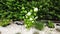 Garden Drone view of a garden. Beautiful garden summer hydrangea