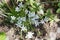 Garden edelvesa bush