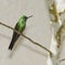 Garden Emerald Hummingbird, Costa Rica