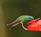 Garden Emerald Hummingbird, Costa Rica