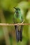 Garden Emerald Hummingbird, Costa Rica