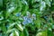 Garden evergreen bush with blue berries and green leaves