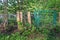 Garden face made of irregular wooden pieces and metal wire with an overgrown foliage