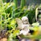 Garden fairy ornament, sitting amongst garden vegetation.