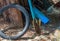 Garden Fence Lizard on shovel. Calotes versicolor small animal
