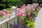 Garden fence with pink roses