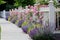 Garden Fence with Roses