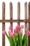 Garden fence and tulips