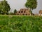 Garden in The Feroz Shah Kotla or Kotla was a fortress built by Feroz Shah Tughlaq to house his version of Delhi city called