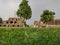 Garden in The Feroz Shah Kotla or Kotla was a fortress built by Feroz Shah Tughlaq to house his version of Delhi city called